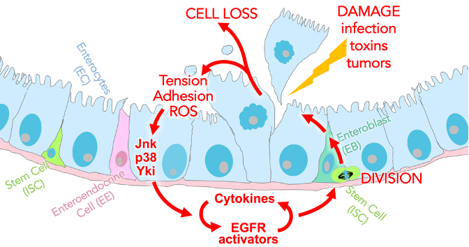 Figure 2. Regeneration in the fly gut epithelium (working model). Each red arrow represents a process that is under investigation.