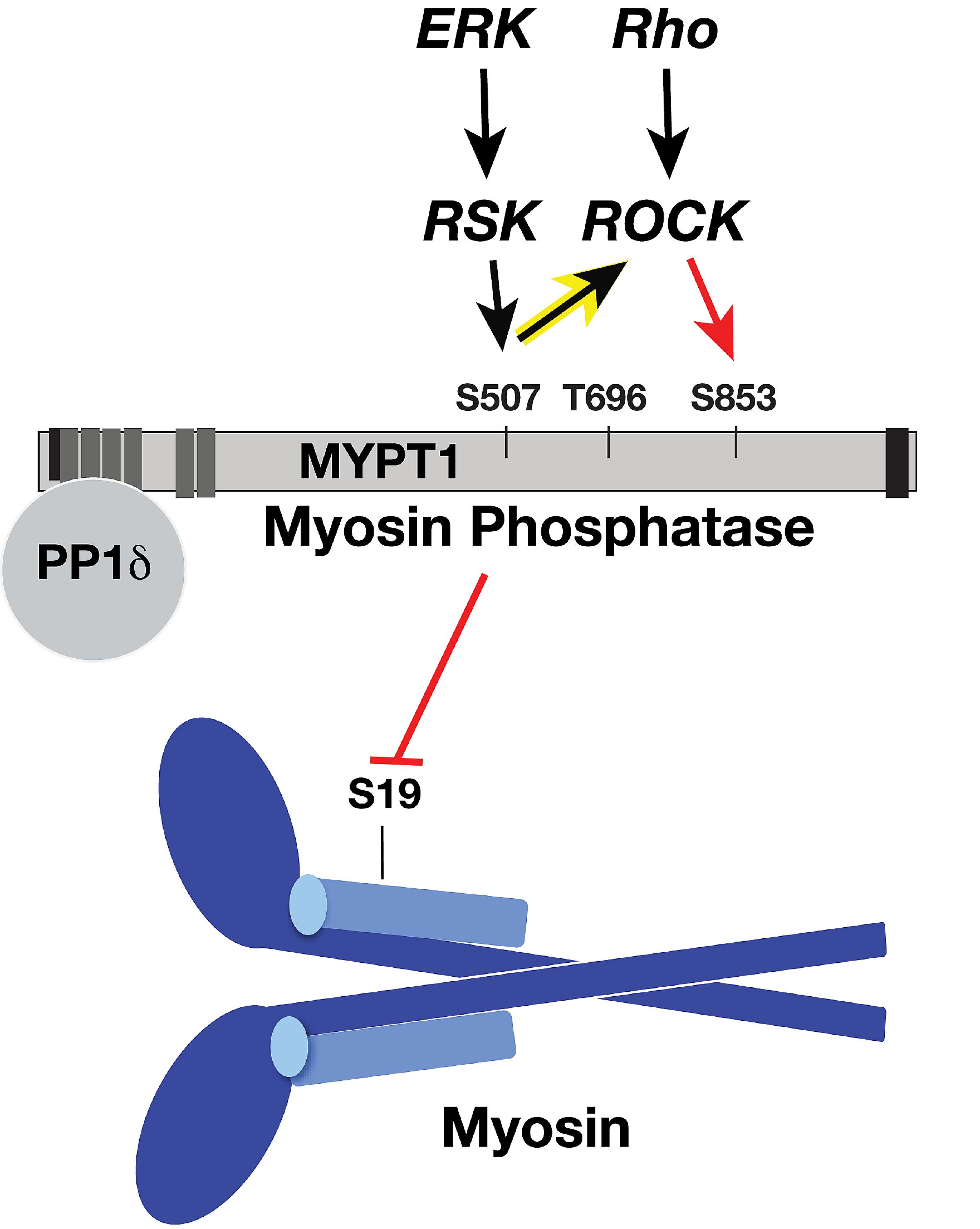 Diagram of myosin activity