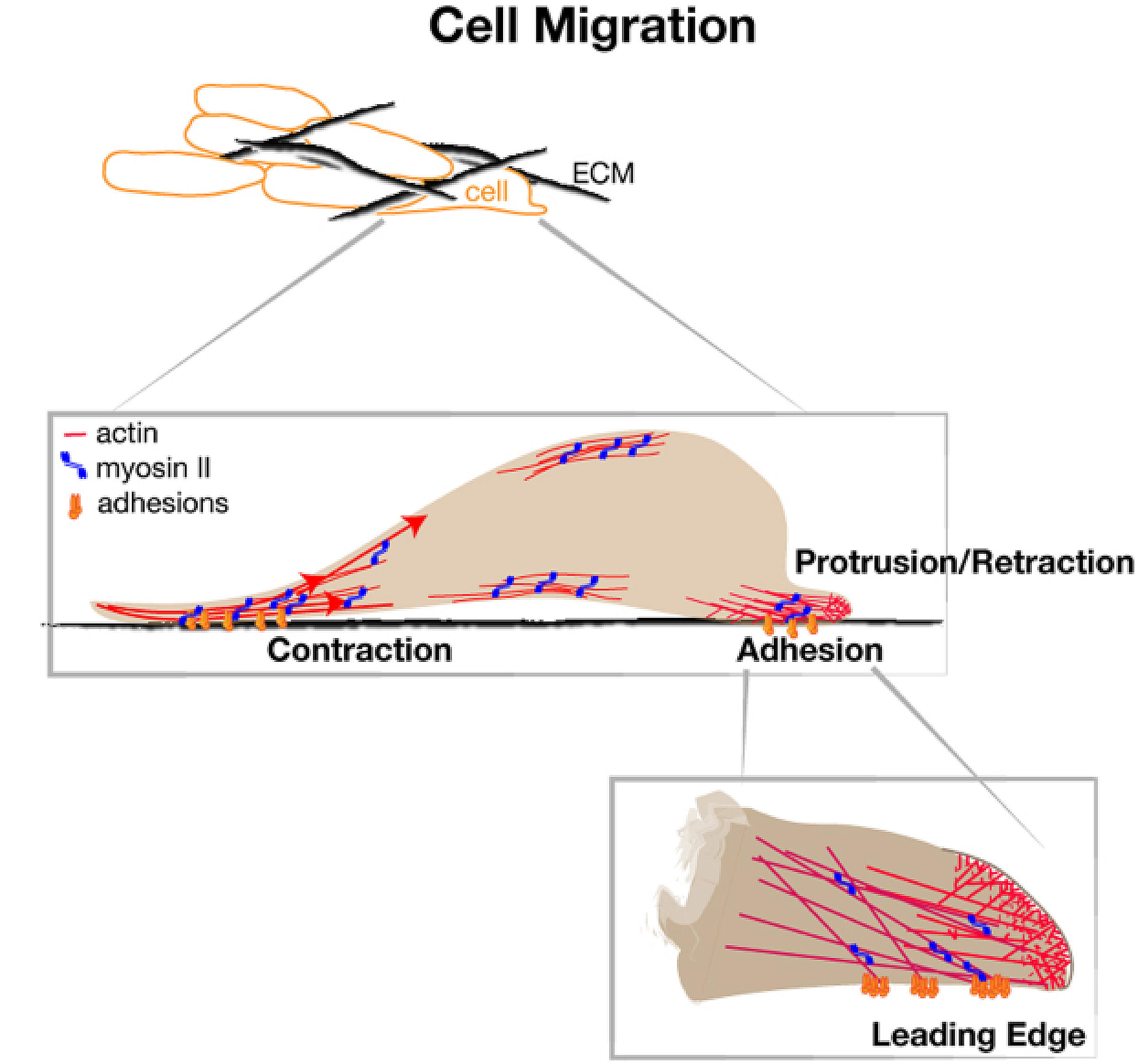 Diagram of edge protrusion during cell migration