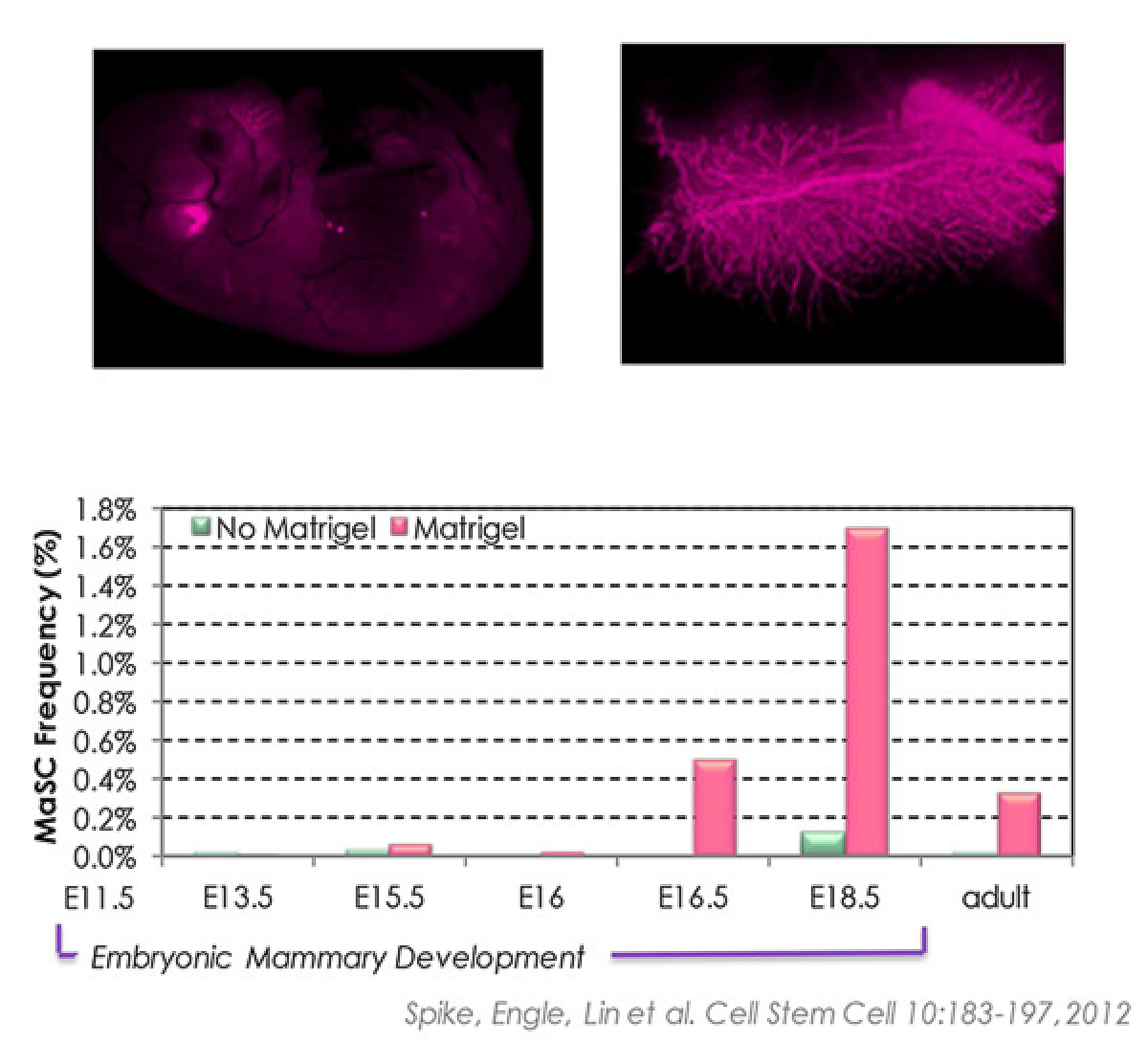 Spike Lab Mouse Mammary Stem Cells
