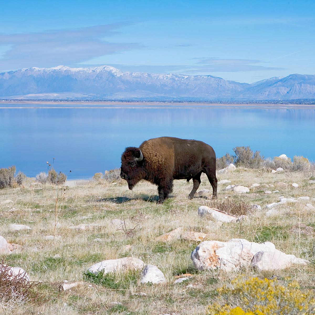 Buffalo at Antelope Island State park. The Salt Lake and Wasatch Mountains are visible in the background.