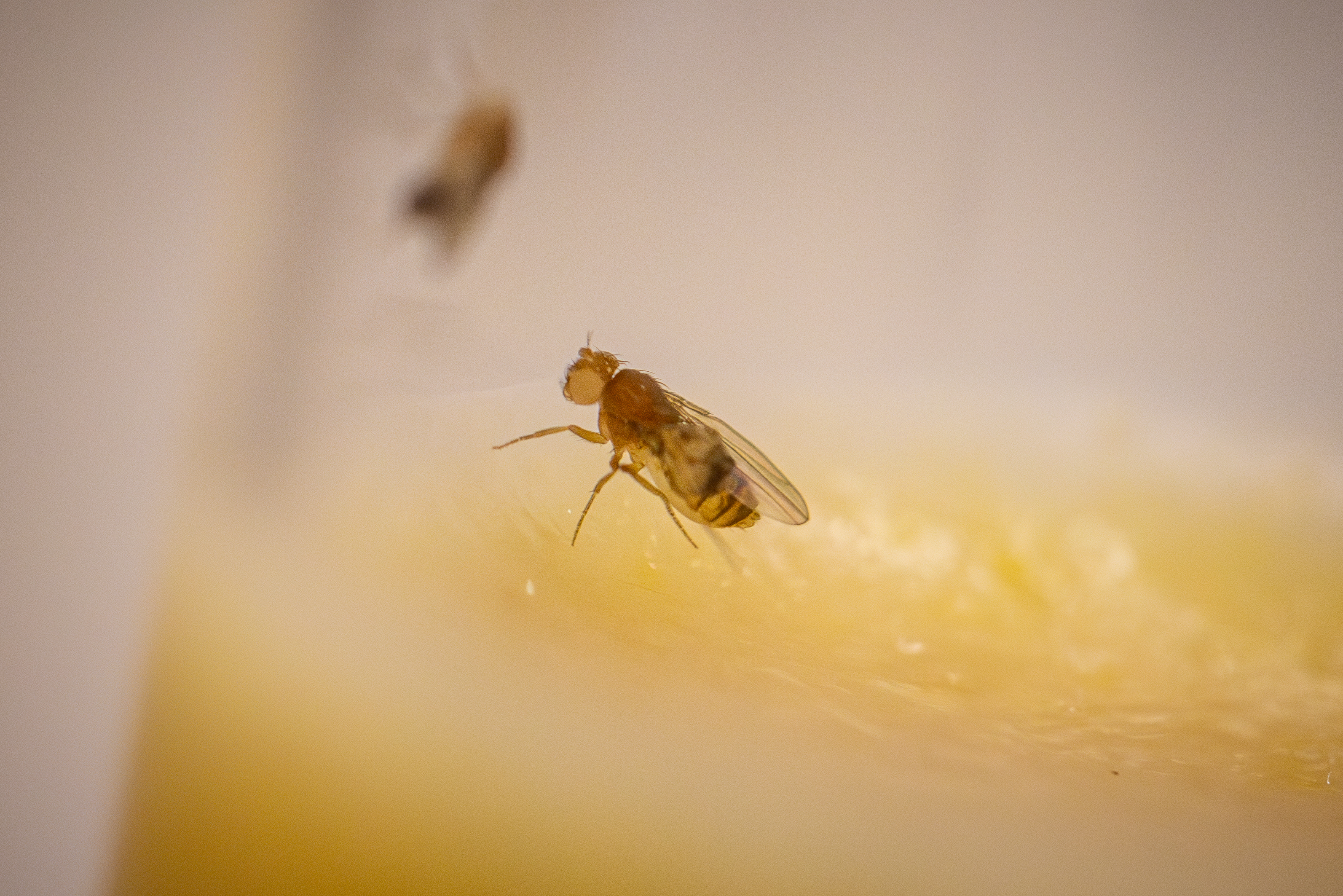 Close up of a fruit fly in a lab vial.