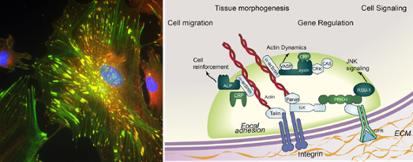 Fibroblast cells stained for the focal adhesion protein vinculin (red), cytoskeletal regulator zyxin (green), and the nucleus (blue). Co-distribution of vinculin and zyxin is yellow. Model showing proteins of interest localized to integrin-based focal adhesions.