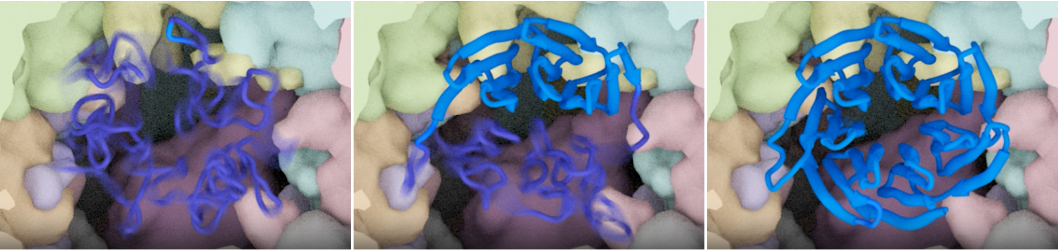 Three panels showing progressive folding of a protein by its chaperone, from a disorganized tangle to a symmetrical pinwheel-like structure.