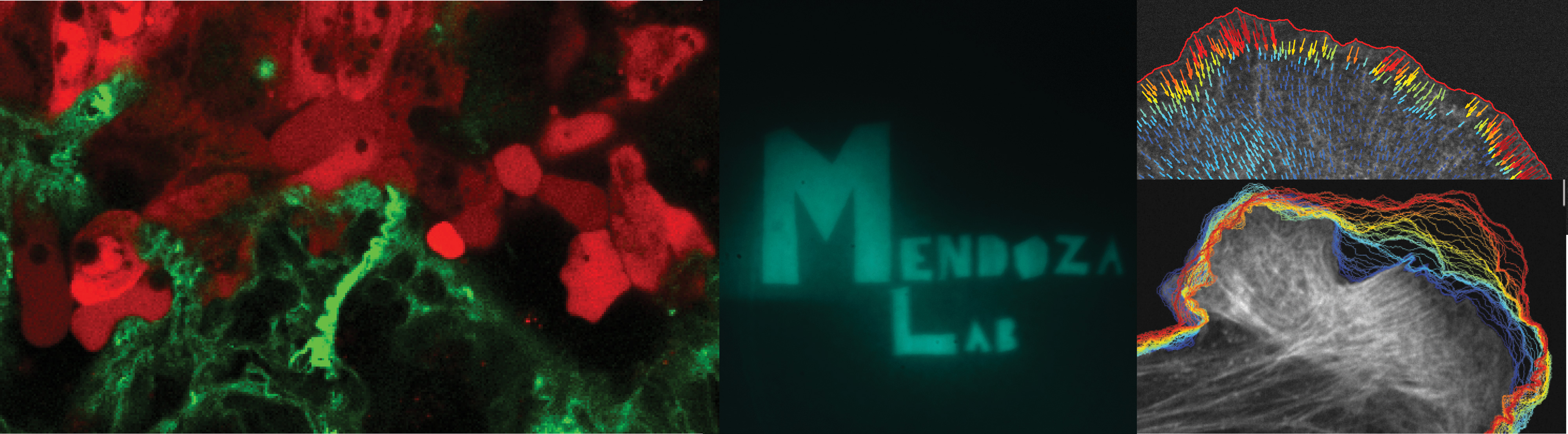 Mendoza Lab banner