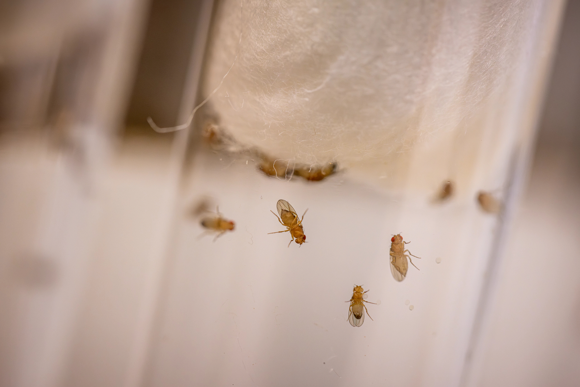 The Chow lab uses fruit flies to find treatments for children with rare diseases.