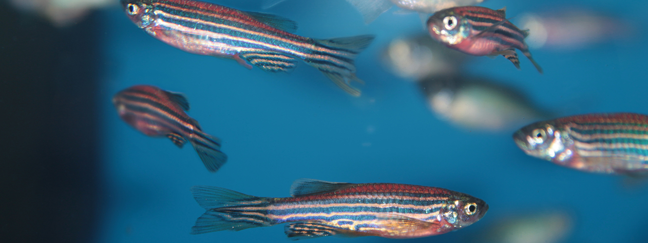 zebrafish