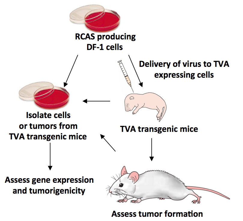 Diagram of the RCAS/TVA mouse model and  associated procedures