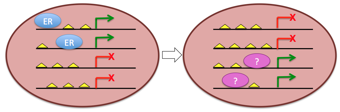 Diagram of transcription factor binding