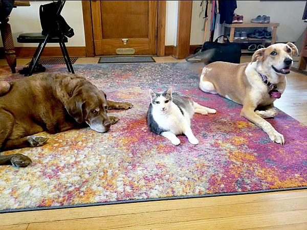 Two dogs and a cat sit on a rug