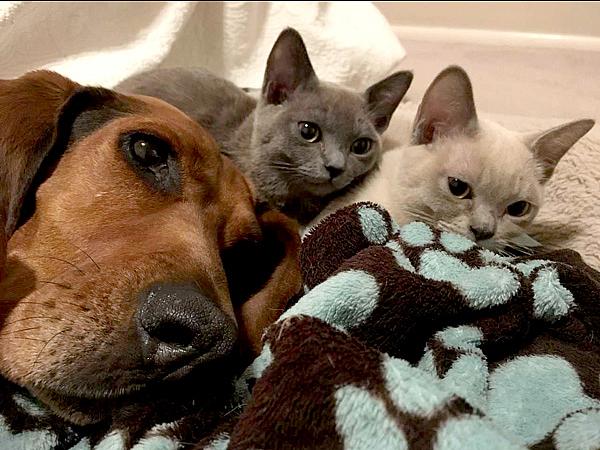 A dog and two cats rest their heads on a blanket
