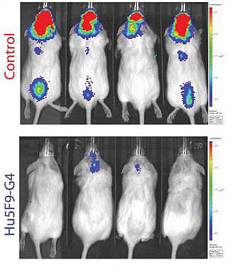 Anti-CD47 comparison in mice