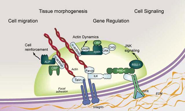 Scientific illustration of cell migration