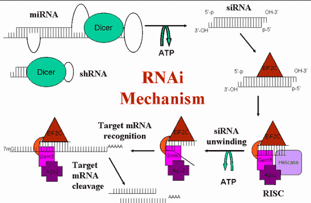 Diagram of the mechanism of RNAi