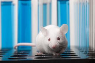 White Mouse with Blue Background