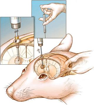 Diagram of intracranial injection in a mouse