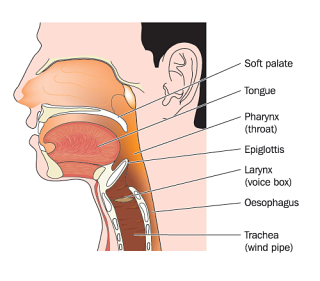 Nose and throat diagram