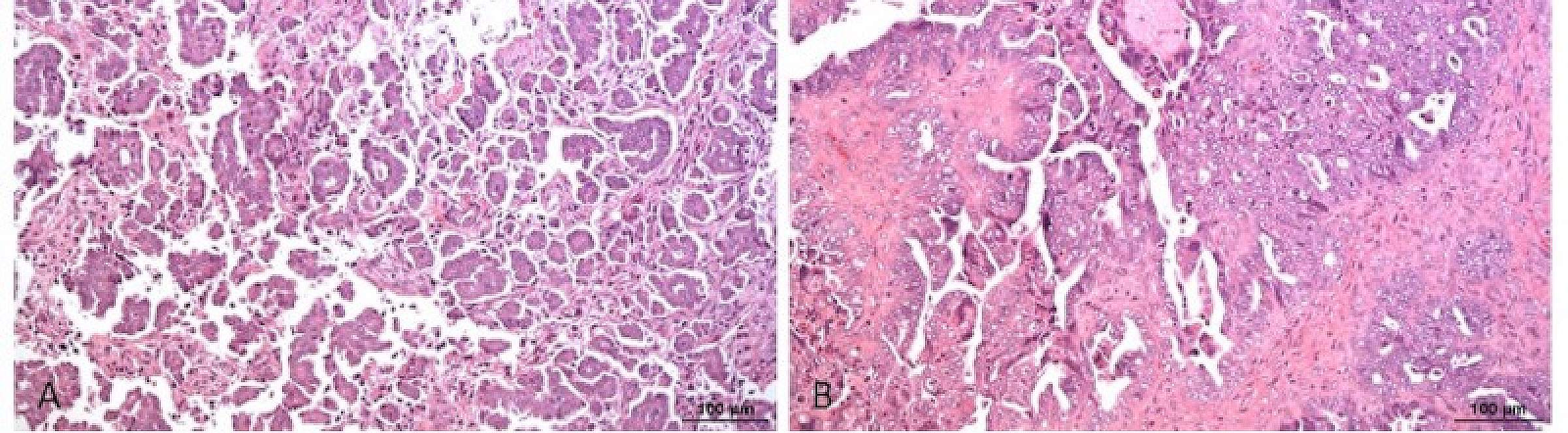 Doherty Cells Pink
