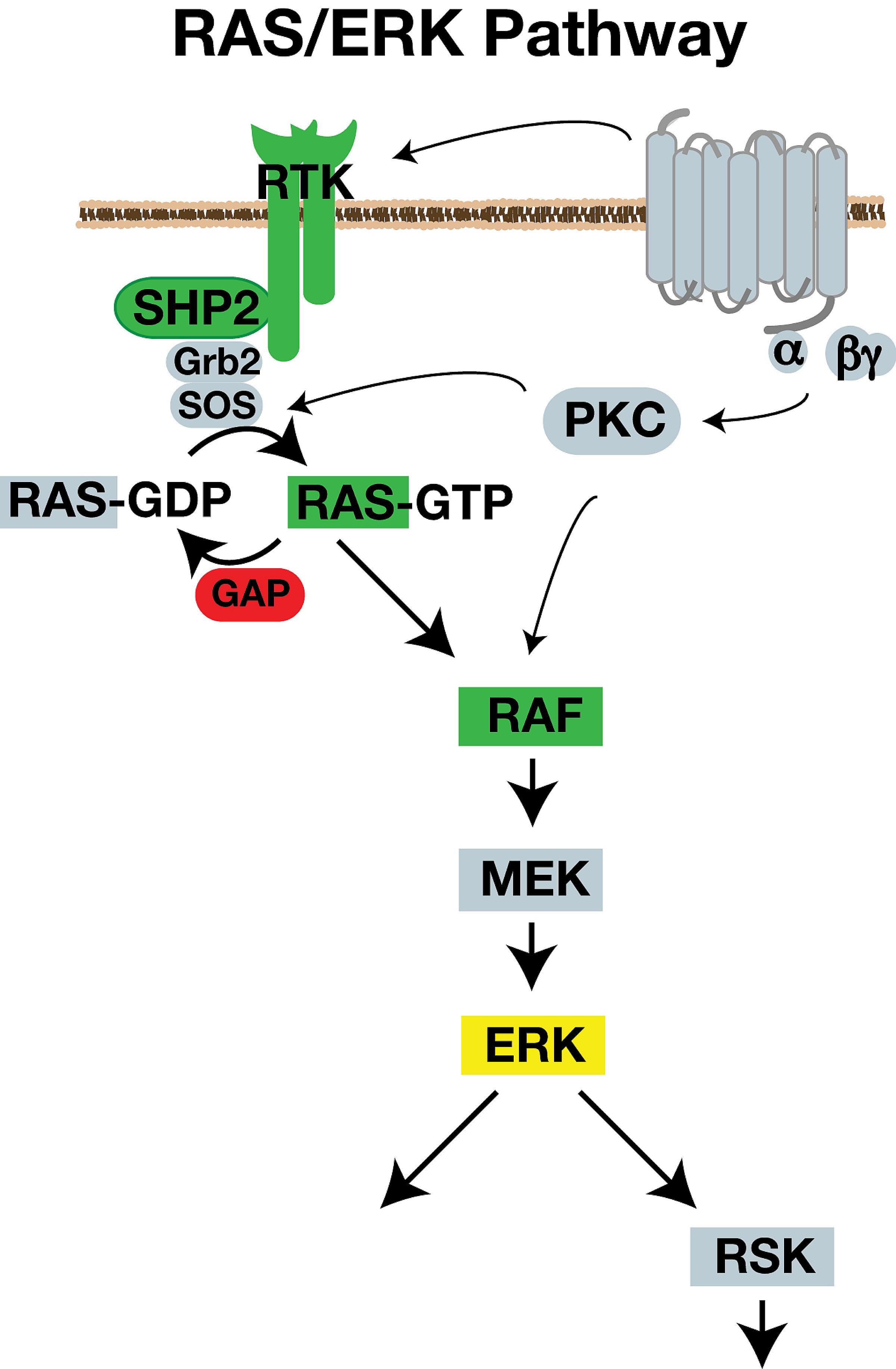 Diagram of RAS→RAF→MEK→ERK signaling pathway