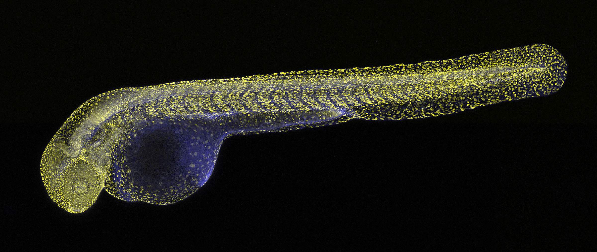 Close up of a zebrafish