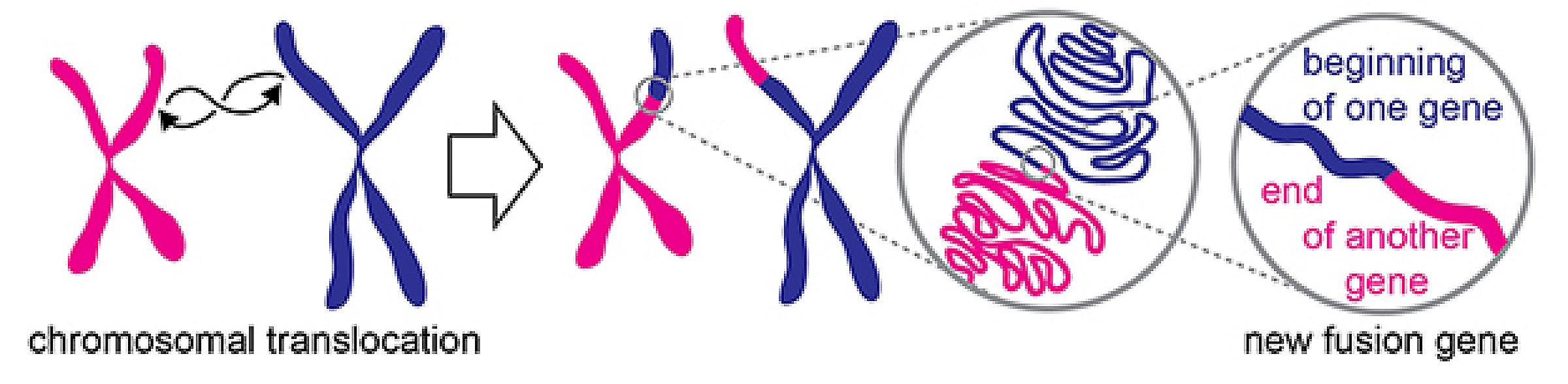 Diagram of chromosomal translocation