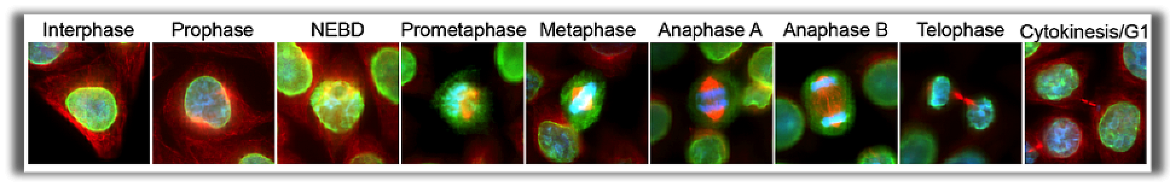 Series of images showing nuclei remodeling