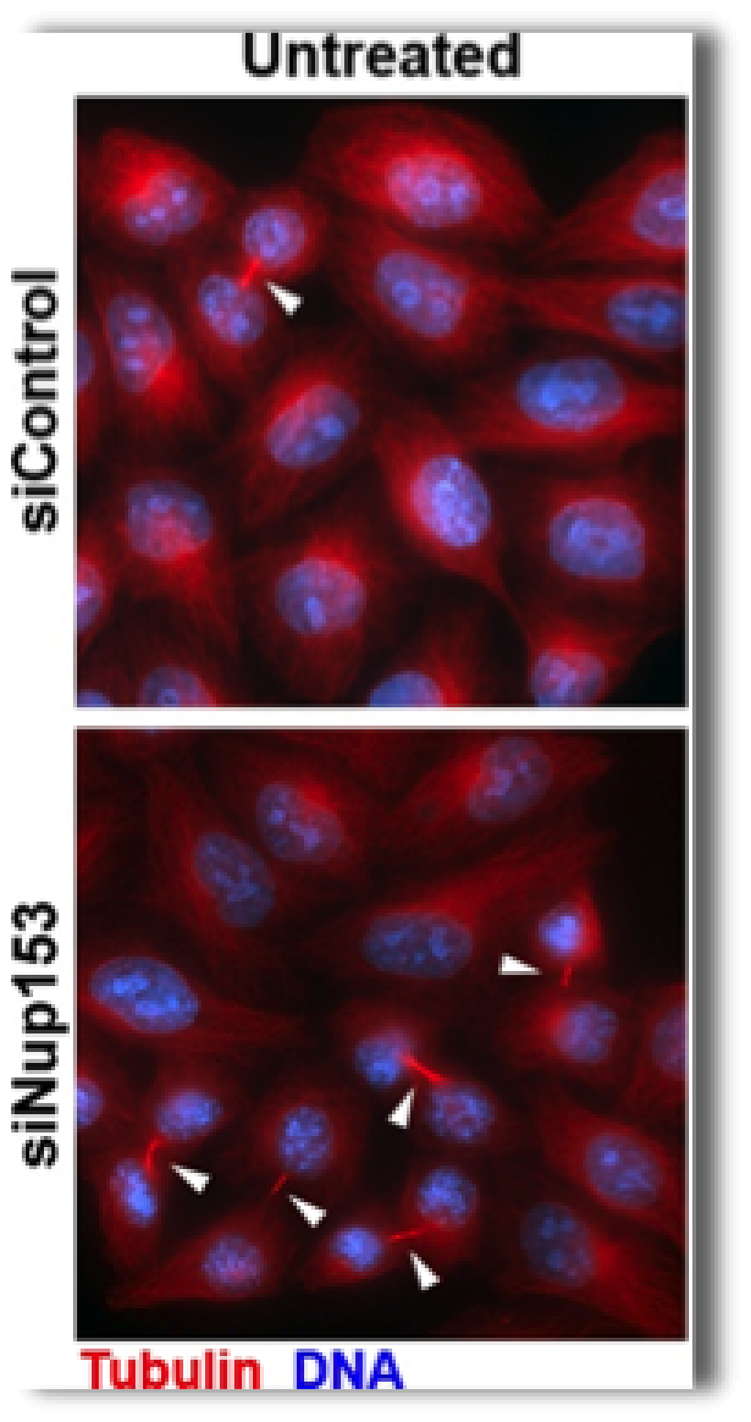 Two images monitoring midbodies