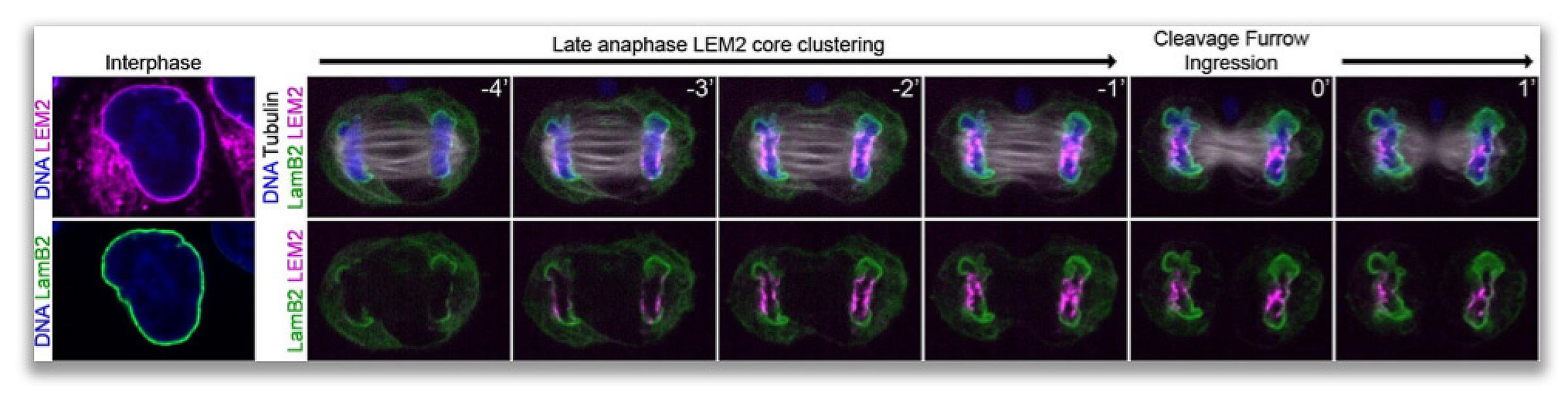 Series of images showing how LEM2 works with ESCRT factor CHMP7 to seal the nuclear envelope