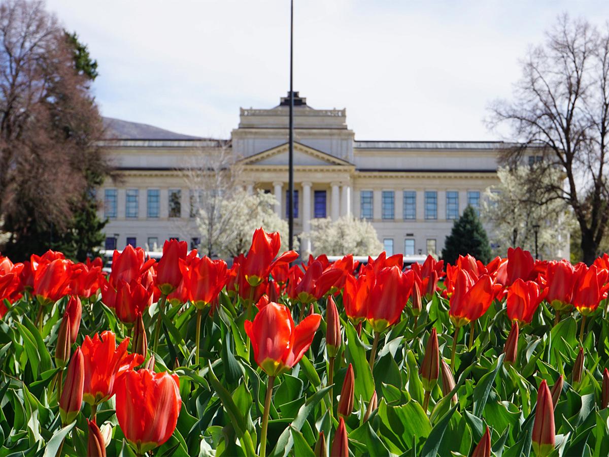 Office of the Vice President for Research Tulips in Front of Building