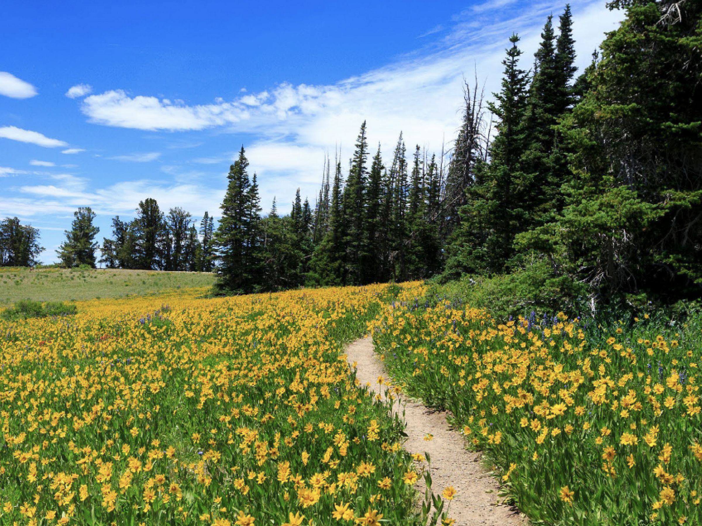 Research Pathways