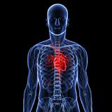3i Cardiovascular Person and Heart Rendition