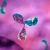 3i Pink and Blue Immunoglobulin