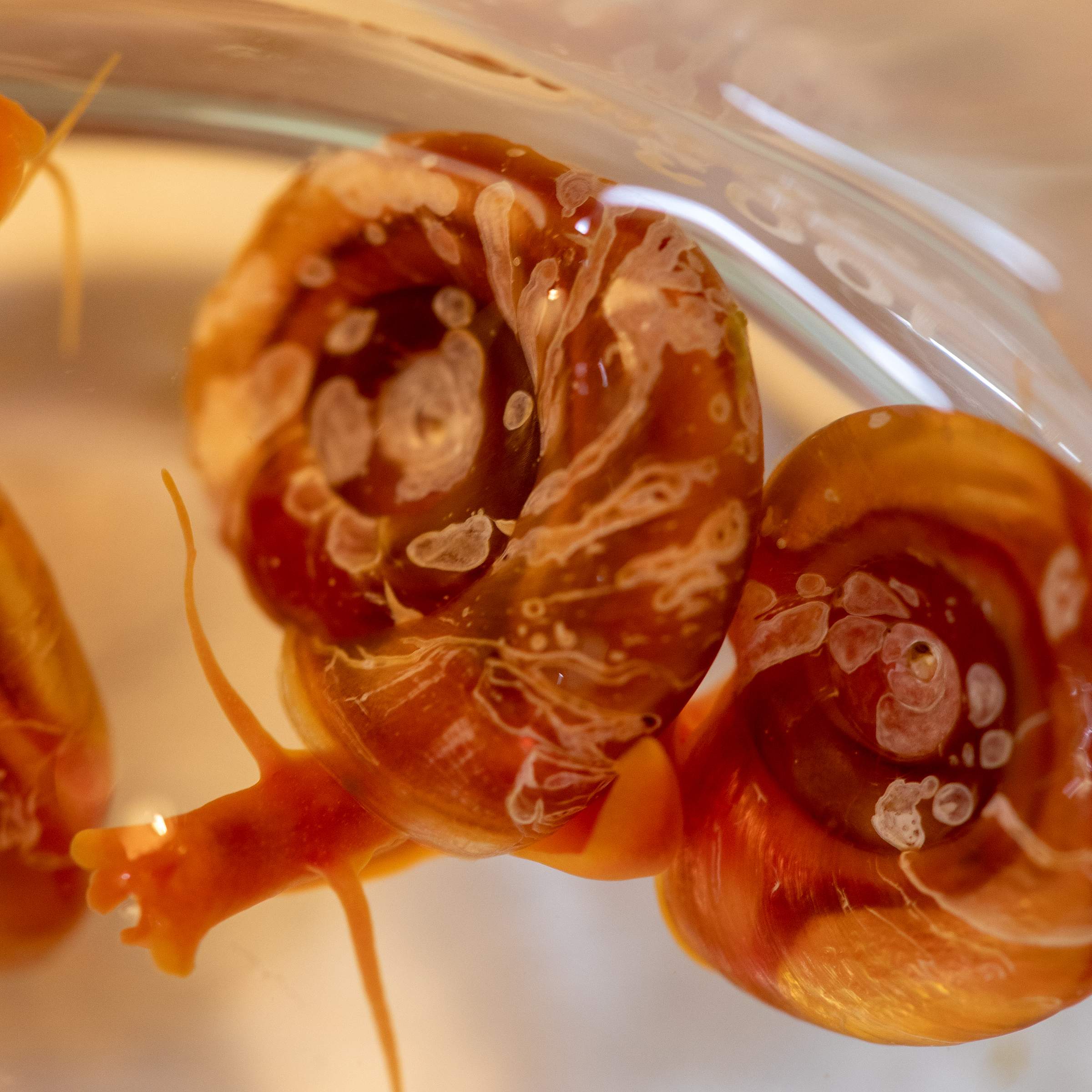 Amber-colored snails float in a dish, pocked with the marks of parasitic worms.