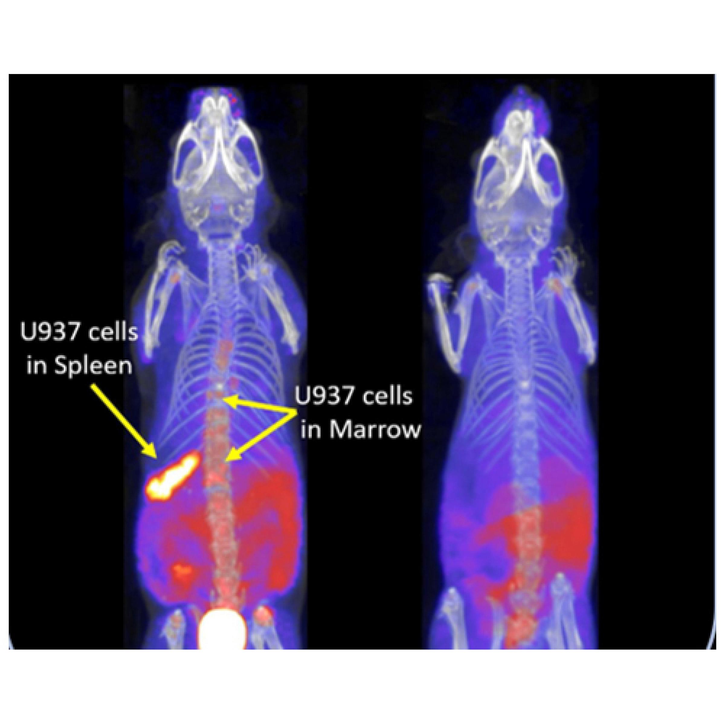 CT and MRI mouse scan for leukemia