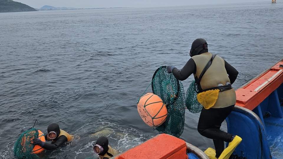People in wetsuits jump off the side of a boat, carrying nets and orange buoys. External link: (https://healthcare.utah.edu/newsroom/news/2025/05/its-they-have-superpower-genetic-analysis-of-all-women-extreme-divers-finds)