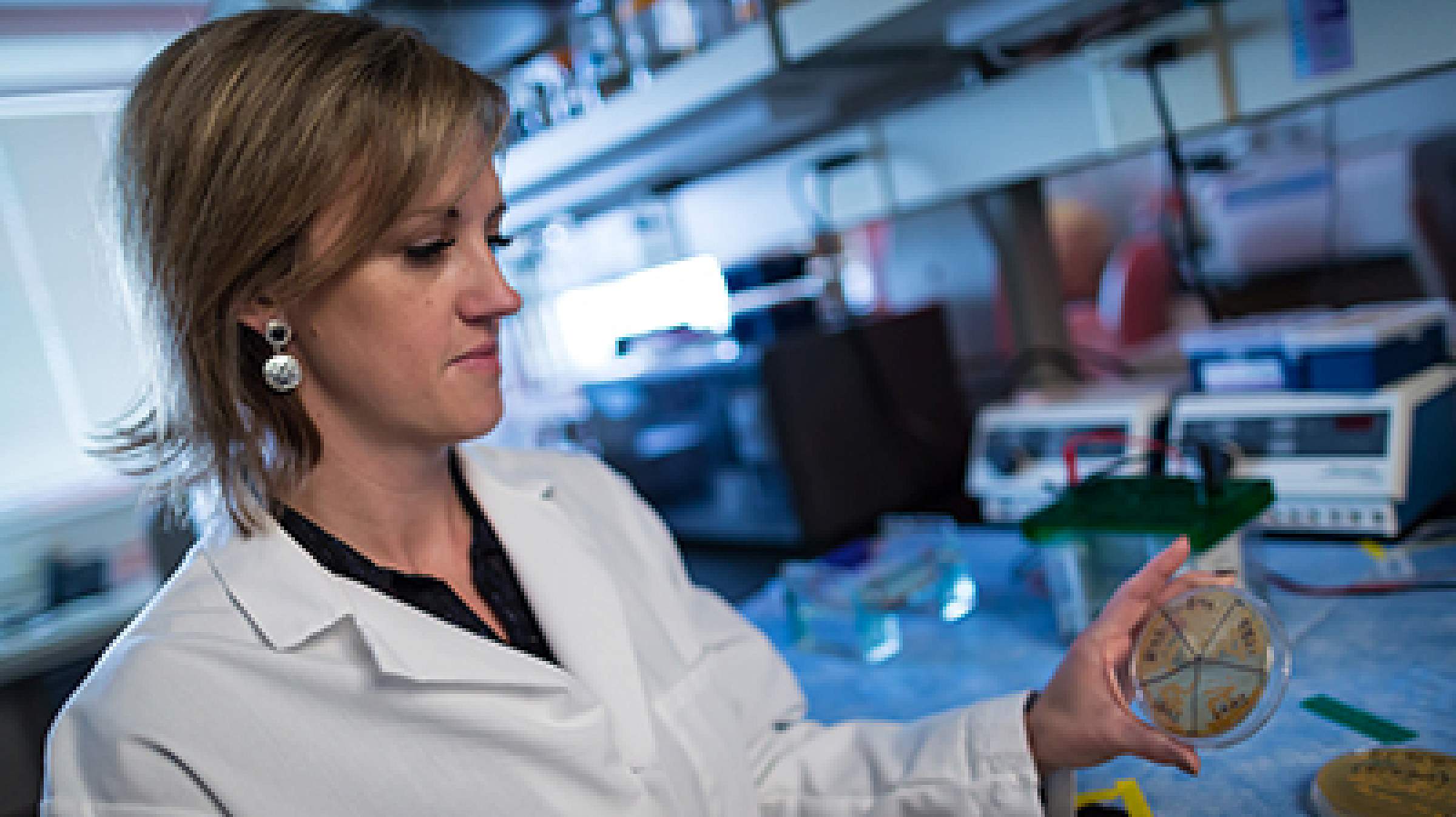 June Round inspects a dish of microbes cultured from the gut. Credit: Charlie Ehlert / University of Utah Health