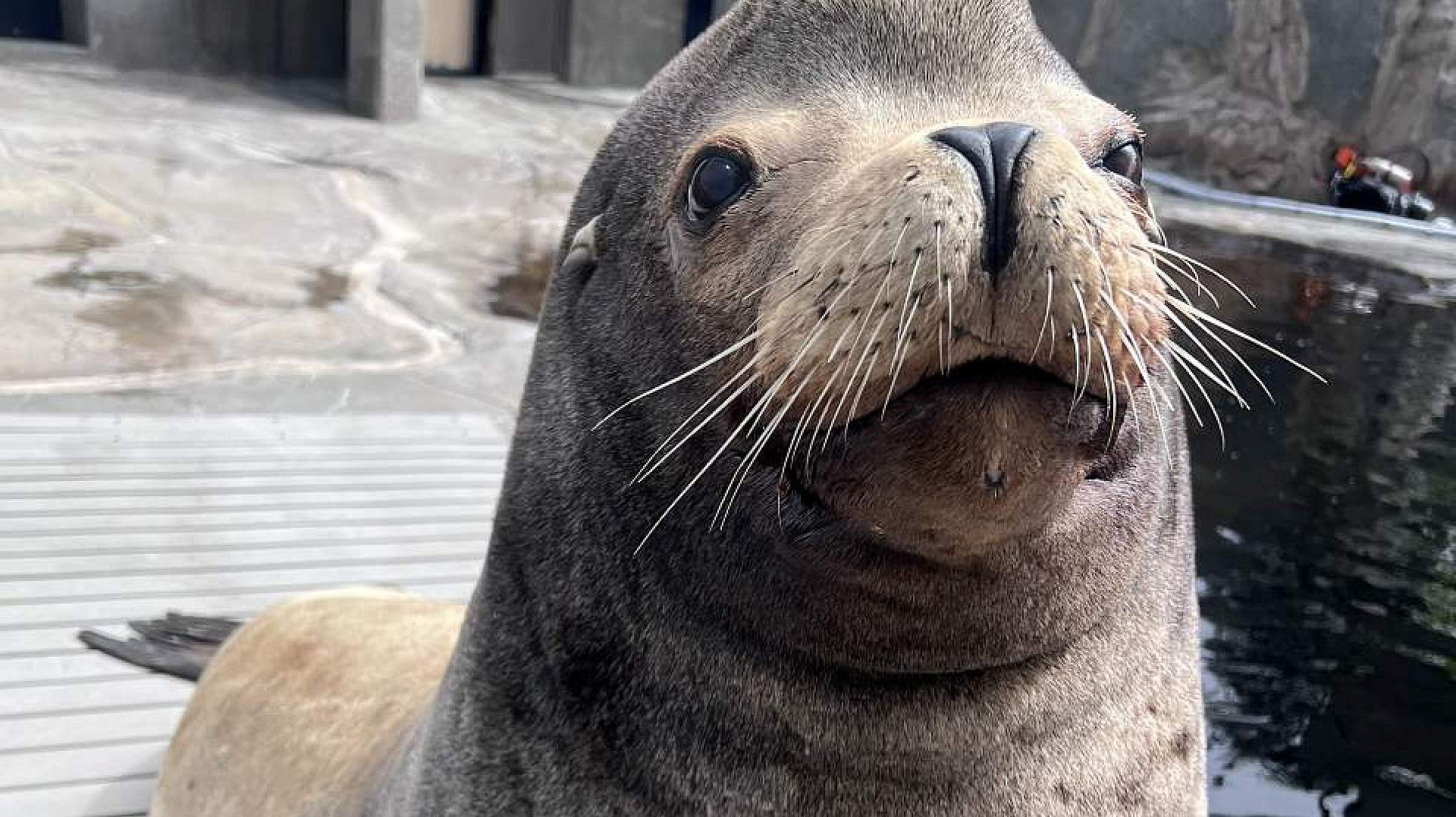 Through a combination of anesthesiology, veterinary science, and advanced imaging, Diego the sea lion received the care he needed.